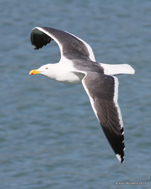 Western Gull - nonbreeding, San Luis Port, CA, 2-23-13, Ja_27946.jpg