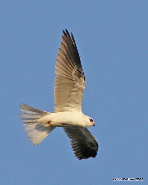White-tailed Kite, Morro Bay, CA, 2-23-13, Ja_28092.jpg