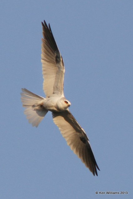 White-tailed Kite, Morro Bay, CA, 2-23-13, Ja_28110.jpg
