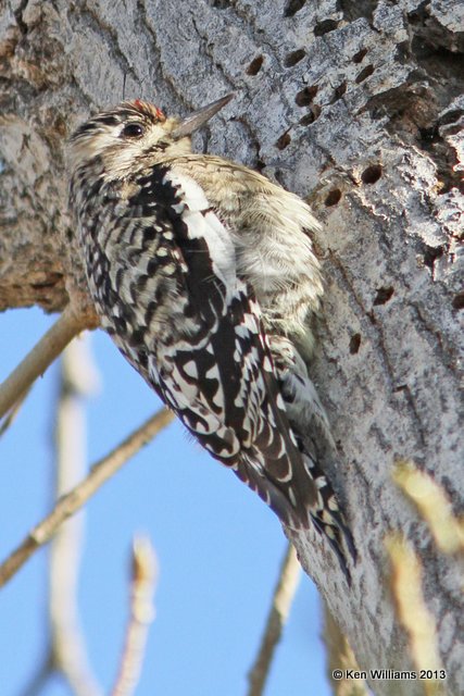 Yellow-bellied Sapsucker juvenile, Sweetwater Wetland, Tucson, AZ, 2-18-13, Ja_26226.jpg