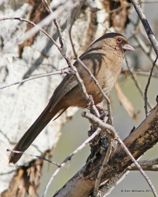 Abert's Towhee, Sweetwater Wetland, Tucson, AZ, 2-18-13, Ja_26079.jpg