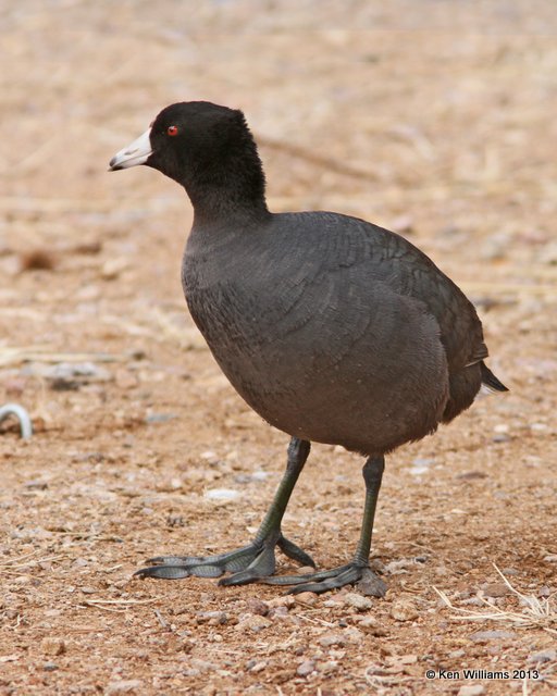 American Coot, Patagonia SP, AZ, 2-15-13, Ja_23937.jpg