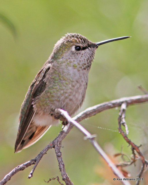 Anna's Hummingbird female, Arizona-Sonora Desert Museum, Tucson, AZ, 2-18-13, Ja_25022.jpg