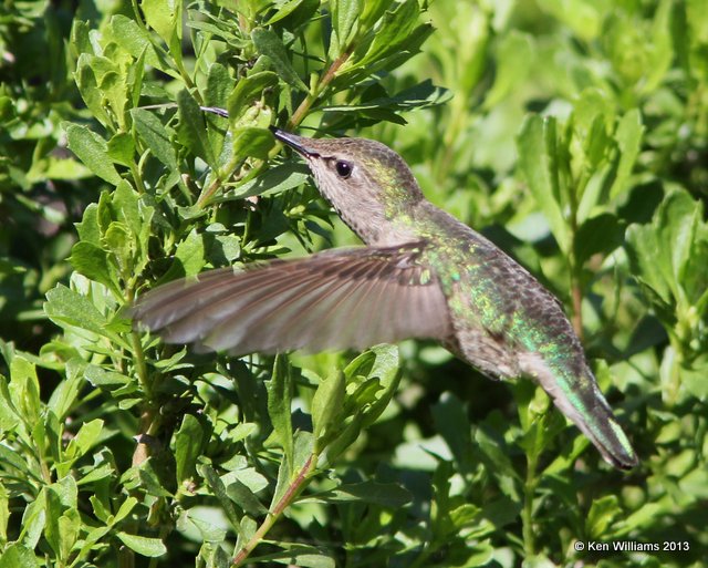 Anna's Hummingbird female, Pismo Bay SP, CA, 2-23-13, Ja_27756.jpg
