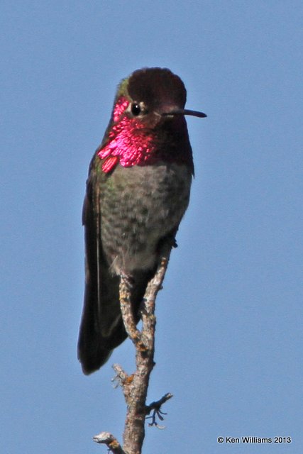 Anna's Hummingbird male, Morro Bay, CA, 2-24-13, Ja_28388.jpg