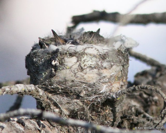 Anna's Hummingbird nestlings, Pismo Bay SP, CA, 2-22-13, Ja_26788.jpg