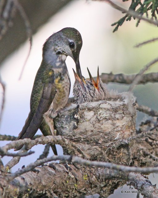 Anna's Hummingbird feeding young, Pismo Bay SP, CA, 2-22-13, Ja_26818.jpg