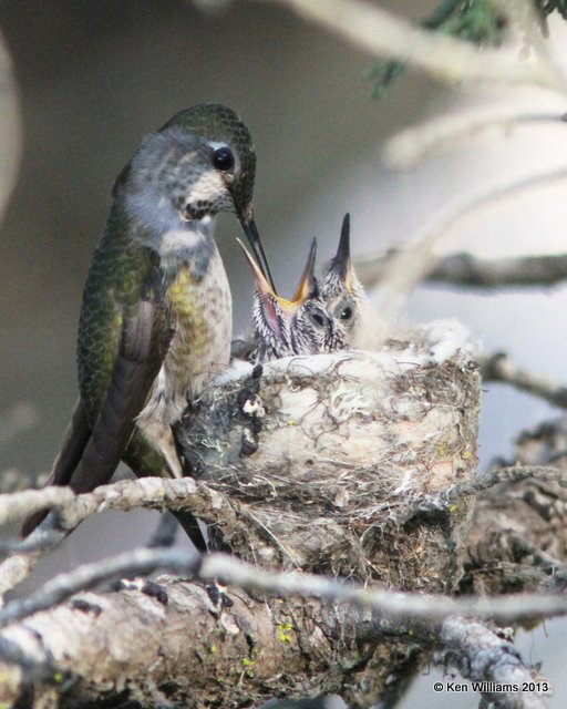 Anna's Hummingbird feeding young, Pismo Bay SP, CA, 2-22-13, Ja_26824.jpg