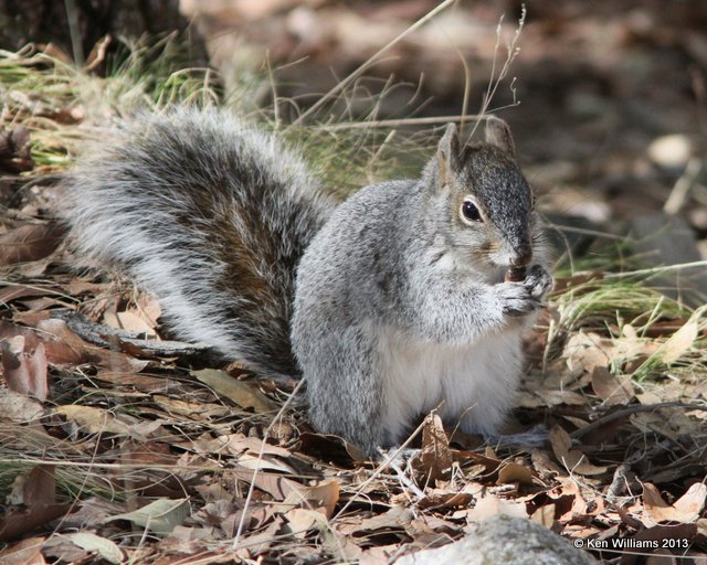 Arizona Gray Squirrel, Madura Canyon, AZ, 2-15-13, Ja_24076.jpg