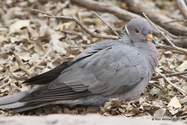 Band-tailed Pigeon, Arizona-Sonora Desert Museum, Tucson,  AZ, 2-18-13, Ja_25199.jpg