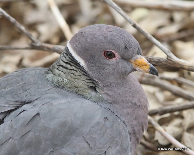 Band-tailed Pigeon, Arizona-Sonora Desert Museum, Tucson,  AZ, 2-18-13, Ja_25207.jpg