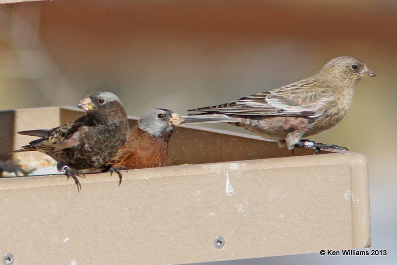 Rosy-Finches, Sandia Peak, NM, 2-12-13, J_22732.jpg