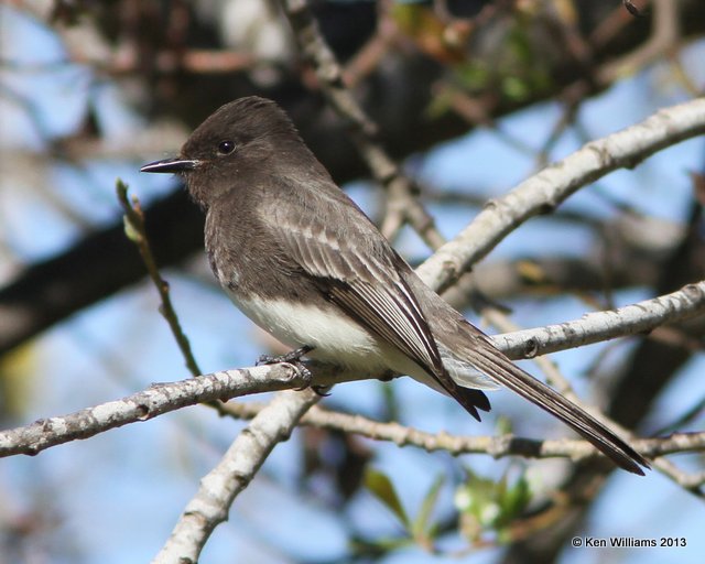 Black Phoebe, Pismo Bay SP, CA, 2-23-13, Ja_27746.jpg