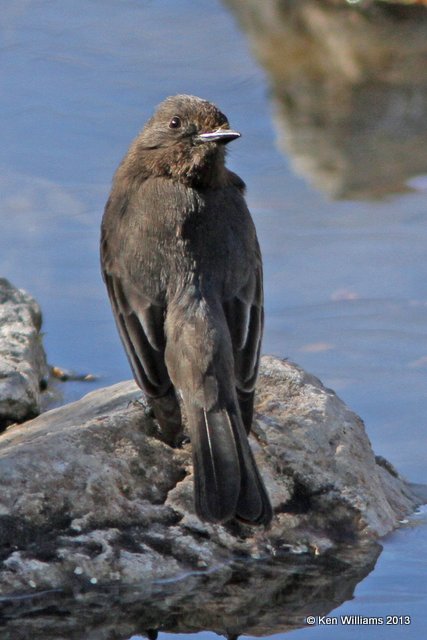 Black Phoebe, Sweetwater Wetland, Tucson, AZ, 2-18-13, Ja_26008.jpg