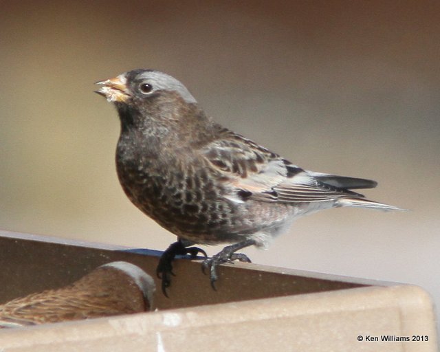 Black Rosy-Finch, Sandia Peak, NM, 2-12-13, Ja_22738.jpg