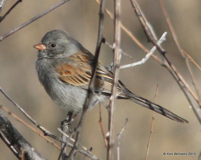 Black-chinned Sparrow, Florida Canyon, AZ, 2-17-13, Ja_24366.jpg