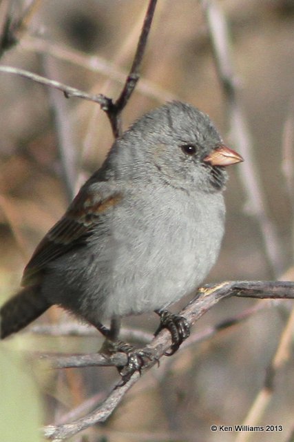 Black-chinned Sparrow, Florida Canyon, AZ, 2-17-13, Ja_24372.jpg