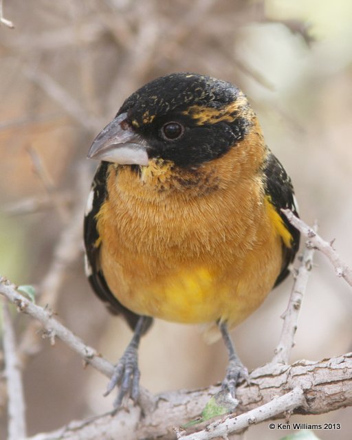 Black-headed Grosbeak male, Arizona-Sonora Desert Museum, Tucson,  AZ, 2-18-13, Ja_25129.jpg