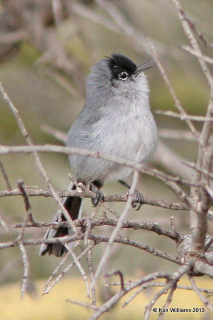 Black-tailed Gnatcatcher male, Marana, AZ, 2-18-13, Ja_25746.jpg