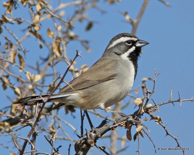 Black-throated Sparrow, Florida Canyon, AZ, 2-16-13, Ja_24261.jpg