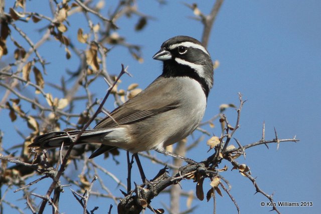 Black-throated Sparrow, Florida Canyon, AZ, 2-16-13, Ja_24265.jpg