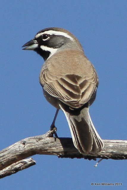 Black-throated Sparrow, Florida Canyon, AZ, 2-16-13, Ja_24274.jpg