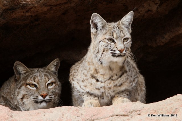 Bobcats, Arizona-Sonora Desert Museum, Tucson,  AZ, 2-18-13, Ja_25543.jpg