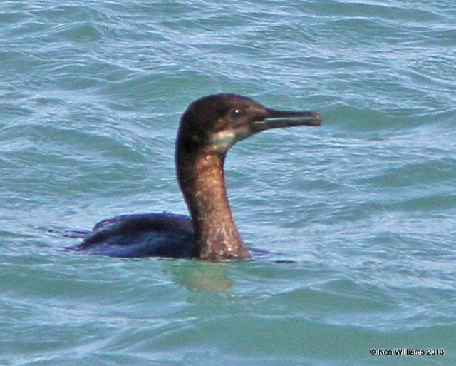 Brandt's Cormorant, San Luis Port, CA, 2-23-13, Ja_27864.jpg