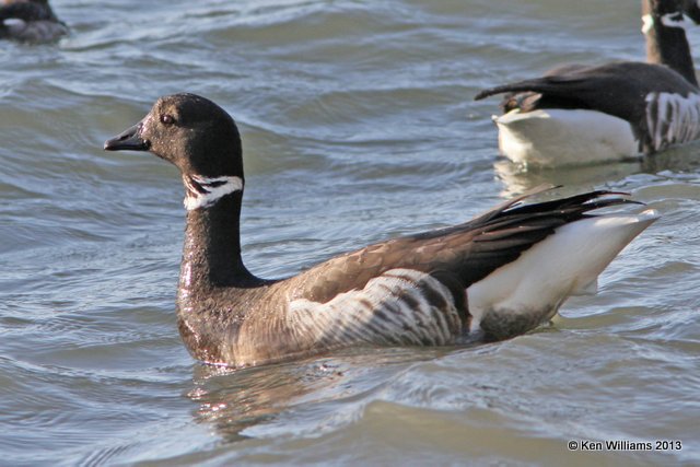 Brant, Morro Bay, CA, 2-23-13, Ja_28077.jpg