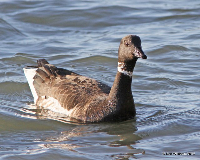 Brant, Morro Bay, CA, 2-23-13, Ja_28078.jpg