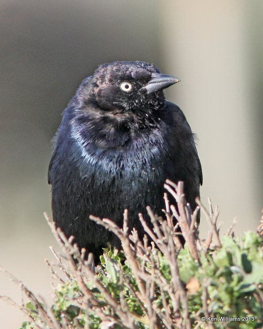 Brewer's Blackbird male, Morro Bay, CA, 2-24-13, Ja_28185.jpg