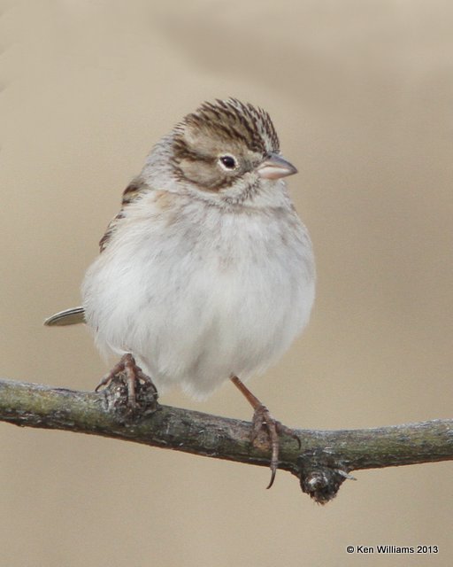 Brewer's Sparrow, Patagonia, AZ, 2-15-13, Ja_23844.jpg