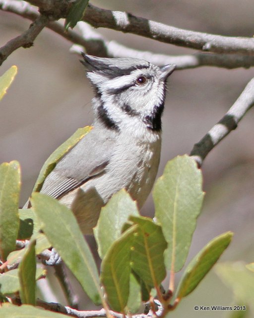 Bridled Titmouse, Florida Canyon, AZ, 2-16-13, Ja_24191.jpg