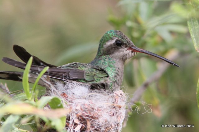 Broad-billed Hummingbird female on nest, Tucson Desert Museum, AZ, 2-18-13, Ja_24969.jpg