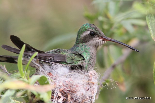 Broad-billed Hummingbird female, Tucson Desert Museum, AZ, 2-18-13, Ja_24969.jpg