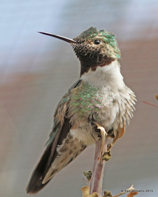 Broad-tailed Hummingbird male, Arizona-Sonora Desert Museum, Tucson, AZ, 2-18-13, Ja_25034.jpg