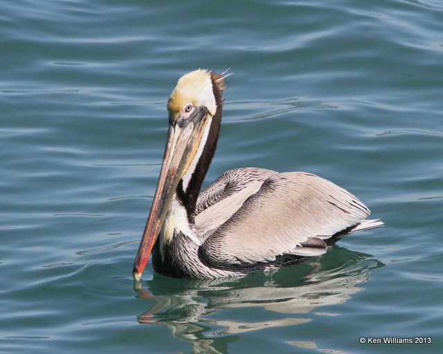 Brown Pelican Pacific subspecies, San Luis Port, CA, 2-23-13, Ja_27869.jpg