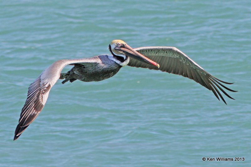 Brown Pelican Pacific subspecies, San Luis Port, CA, 2-23-13, Ja_27926.jpg