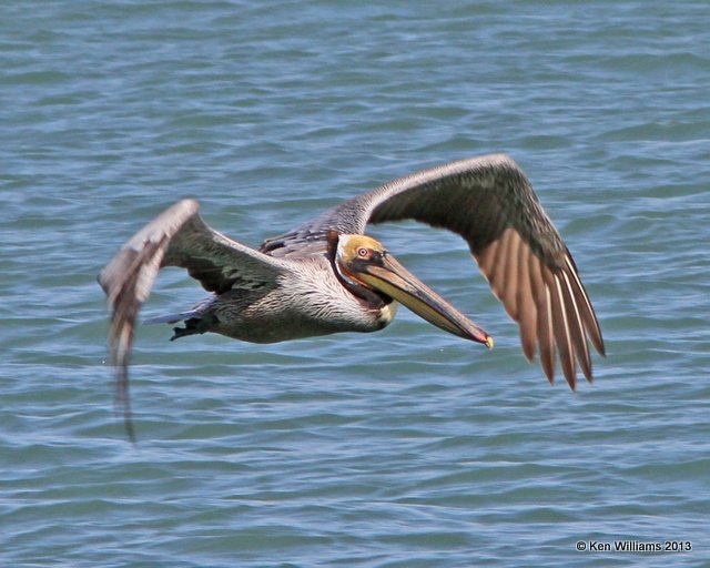 Brown Pelican Pacific subspecies, San Luis Port, CA, 2-23-13, Ja_27965.jpg