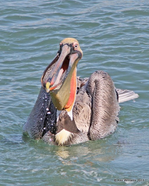 Brown Pelican Pacific subspecies, San Luis Port, CA, 2-23-13, Ja_27974.jpg