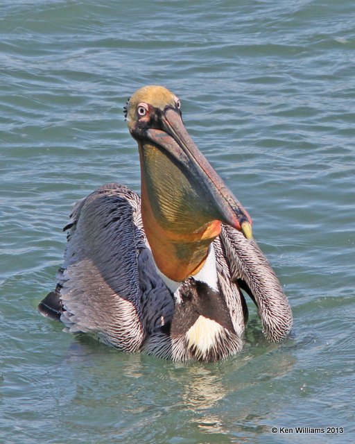 Brown Pelican Pacific subspecies, San Luis Port, CA, 2-23-13, Ja_27975.jpg