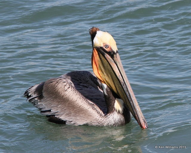 Brown Pelican Pacific subspecies, San Luis Port, CA, 2-23-13, Ja_27976.jpg