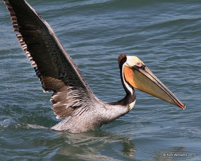Brown Pelican Pacific subspecies, San Luis Port, CA, 2-23-13, Ja_27977.jpg