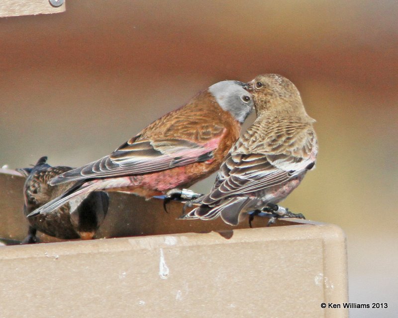 Brown-capped - front & Hepburn's Gray-crowned Rosy-Finches - back, Sandia Peak, NM, 2-12-13, Ja_22729.jpg