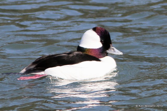 Bufflehead male, Morro Bay, CA, 2-24-13, Ja_28449.jpg