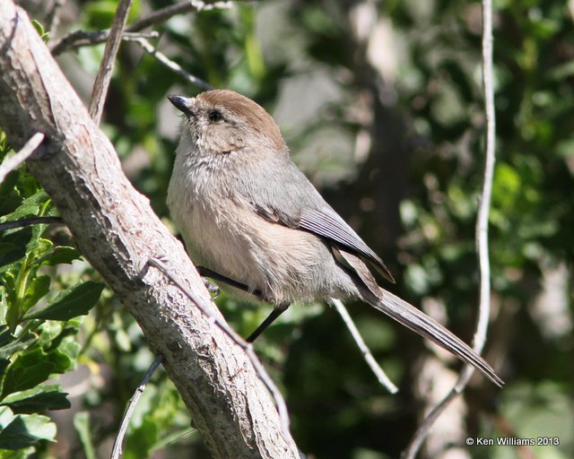 Bushtit, Morro Bay, CA, 2-24-13, Ja_28487.jpg