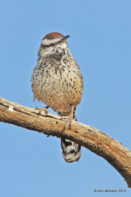 Cactus Wren, Arizona-Sonora Desert Museum, Tucson,  AZ, 2-18-13, Ja_24588.jpg