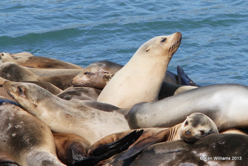 California Sea Lions, San Luis Port, CA, 2-23-13, Ja_27934.jpg