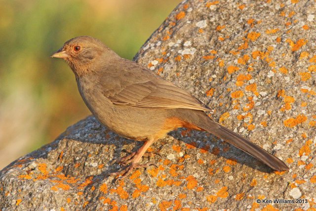 California Towhee, Morro Bay, CA, 2-23-13, Ja_28165.jpg