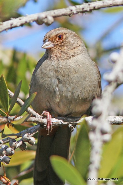 California Towhee, Pismo Bay SP, CA, 2-23-13, Ja_27717.jpg